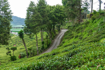 茶种植园卡梅隆谷绿色山高地马来西亚茶生产绿色灌木年轻的茶