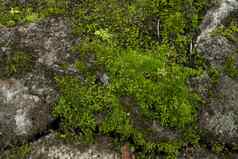 绿色莫斯森林丛林石头绿色植物纯自然