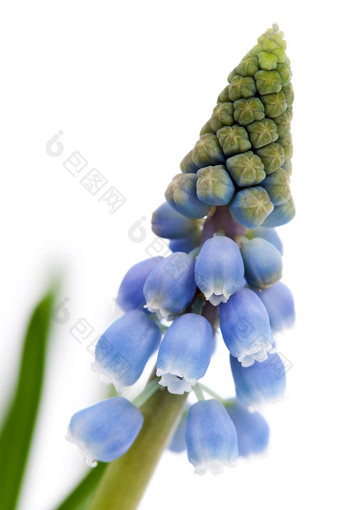 muscari<strong>一串葡萄</strong>状的花