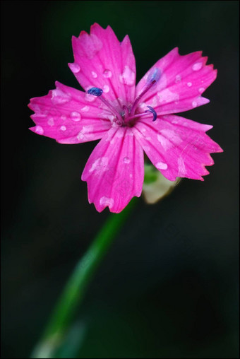 野生紫罗兰色的<strong>康乃馨</strong>小花epilobium