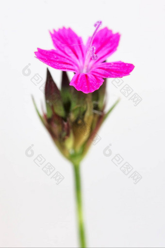 野生紫罗兰色的<strong>康乃馨</strong>epilobium