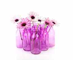 粉红色的黛西玻璃花瓶