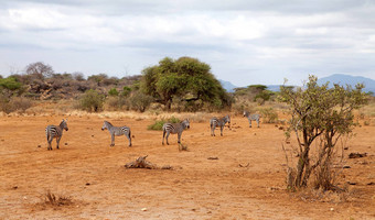 夫妇野生非洲斑马