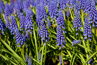 muscari<strong>一串葡萄</strong>状的花蓝色的<strong>葡萄</strong>
