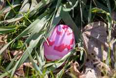 明亮的粉红色的伪装复活节蛋隐藏的绿色草棕色（的）叶子