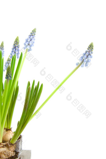 muscari<strong>一串葡萄</strong>状的花