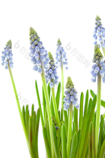 muscari<strong>一串葡萄</strong>状的花