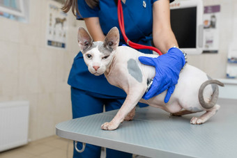 年轻的专业兽医女人医疗统一的考试秃猫听诊器宠物诊所