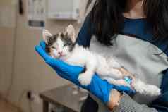 女兽医持有手疾病小猫
