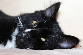 黑色的猫睡觉沙发