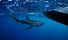 大眼鲷长尾鲨鲨鱼游泳