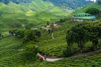 茶种植园卡梅隆谷绿色山高地马来西亚茶生产绿色灌木年轻的茶