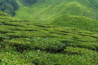 茶种植园卡梅隆谷绿色山高地马来西亚茶生产绿色灌木年轻的茶