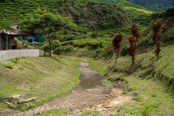 景观山<strong>绿</strong>色茶字段山河<strong>纯绿</strong>色自然