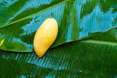 成熟的黄色的芒果水果湿香蕉叶自然食物