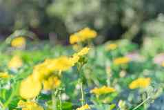 浅景深蜜蜂授粉盛开的丝瓜植物日益增长的绿廊国产花园达拉斯德州美国
