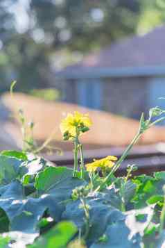 特写镜头开花丝瓜植物日益增长的日益增长的绿廊单家庭房子背景达拉斯德州美国
