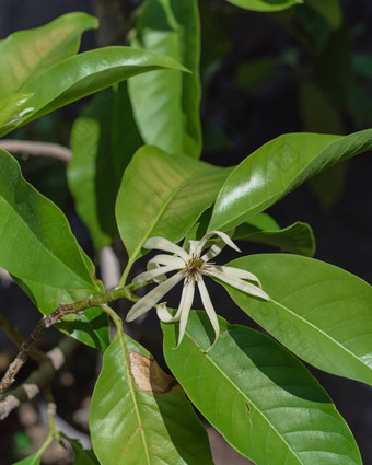 盛开的衣兰odorataylang-ylang花热带香水树