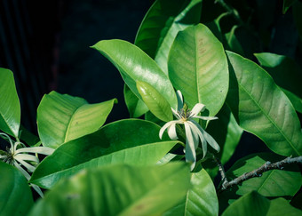 浅景深盛开的衣兰odorataylang-ylang花热带香水树