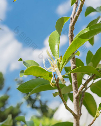 向上视图盛开的衣兰odorataylang-ylang花热带香水树