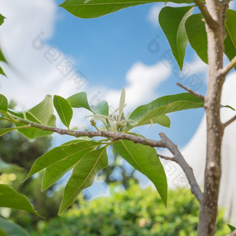 向上视图盛开的<strong>衣</strong>兰odorataylang-ylang花热带香水树