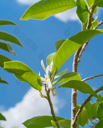 向上视图盛开的衣兰odorataylang-ylang花热带香水树