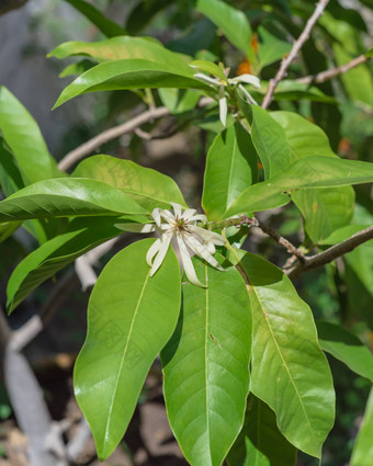 盛开的衣兰odorataylang-ylang花热带香水树