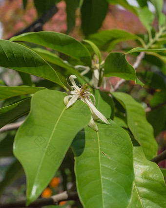 盛开的衣兰odorataylang-ylang花热带香水树