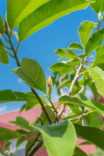 视图衣兰odorataylang-ylang花巴德热带香水树