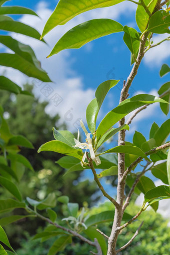 向上视图盛开的衣兰odorataylang-ylang花热带香水树
