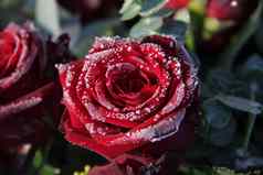 磨砂红色的玫瑰