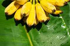 分支多汁的黄色的香蕉绿色香蕉叶成熟的多汁的水果
