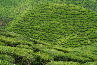 茶种植园卡梅隆谷绿色山高地马来西亚茶生产绿色灌木年轻的茶