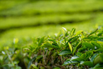 茶种植园卡梅隆谷绿色山高地马来西亚茶生产绿色灌木年轻的茶