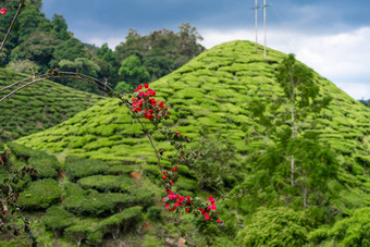 <strong>茶</strong>种植园<strong>卡</strong>梅隆谷绿色山高地马来西亚<strong>茶</strong>生产绿色灌木年轻的<strong>茶</strong>