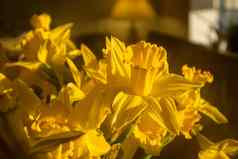 黄色的那喀索斯水仙花