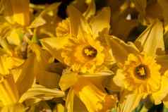 黄色的那喀索斯水仙花