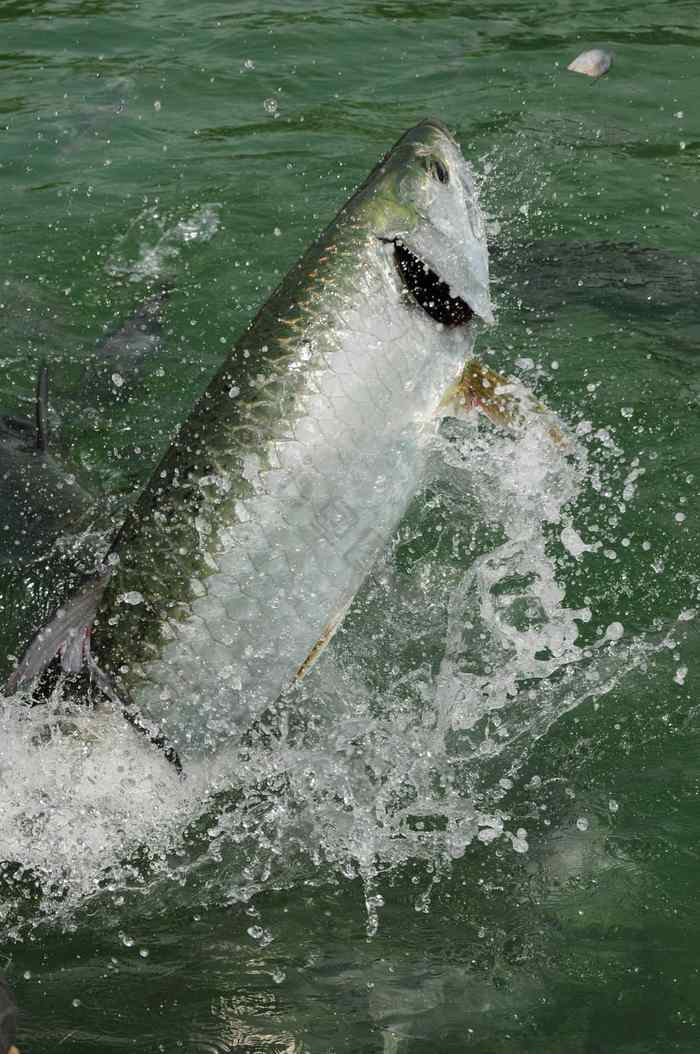 大海鲢鱼跳水