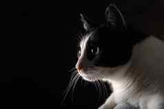 美丽的黑色的白色快乐猫黑色的背景