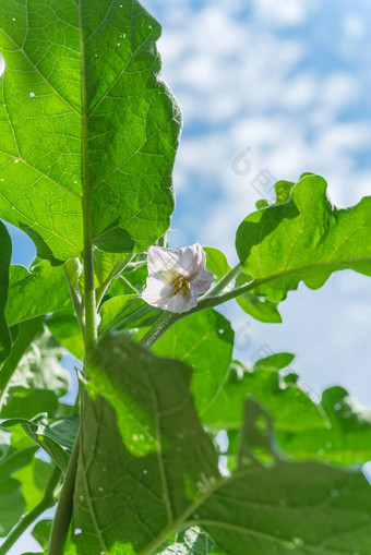 <strong>查找</strong>视图开花紫色的茄子花国产花园达拉斯德州美国