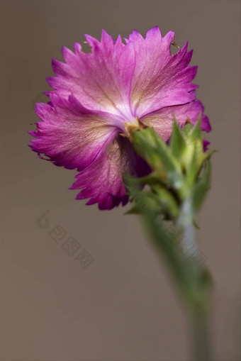 后野生紫罗兰色的康乃馨