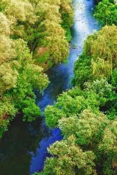 森林河