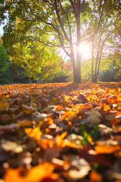 金秋天秋天10月著名的慕尼黑放松的地方englishgarten慕尼黑巴伐利亚德国