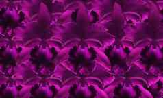 美丽的紫色的兰花花背景