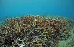 鹿角珊瑚珊瑚礁大西洋海洋