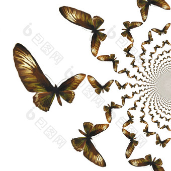 千变万化的蝴蝶插图