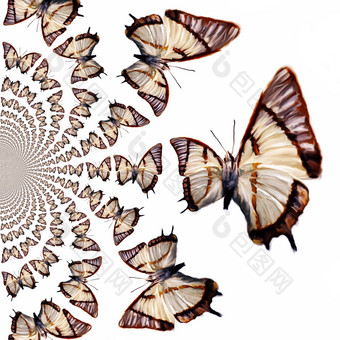 千变万化的蝴蝶插图