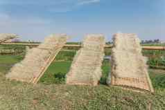 自然干越南大米粉丝干燥阳光竹子栅栏