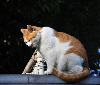 <strong>猫</strong>屋顶《京都议定书》
