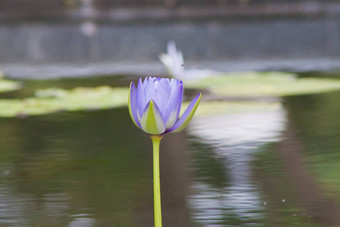 美丽的<strong>莲花池</strong>